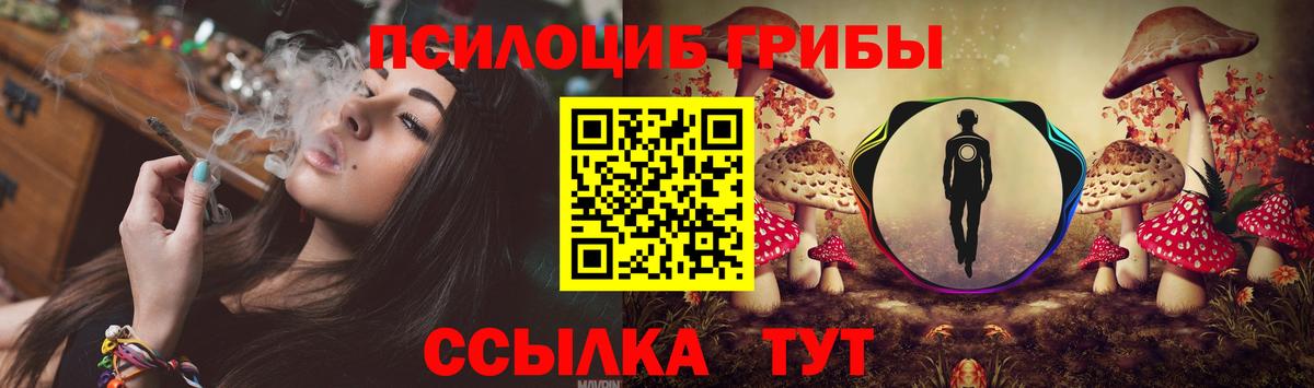 Псилоцибиновые грибы Psilocybe Калач-на-Дону